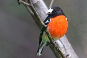 Scarlet Robin (Petroica boodang)